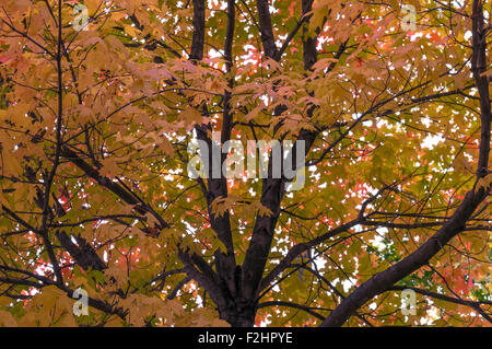 Dorato brillante arancio in autunno a Halifax, Nova Scotia, Canada. Foto Stock