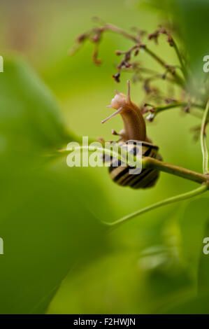 Lumaca di arrampicata in lilla bush si distende per arto superiore Foto Stock