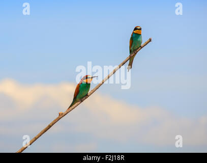 Punto di vista del Parlamento gruccione appollaiato sul ramo Foto Stock