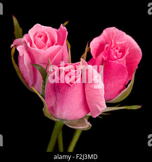Rosa Rose piccolo closeup isolati su sfondo nero Foto Stock