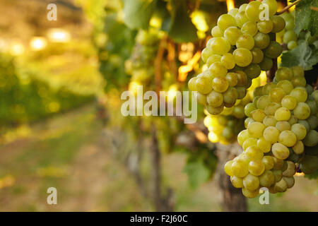 Immagine ravvicinata del mazzetto di fresco verde uva appeso dal vitigno. Vigne piena di verde uva in vigna. Foto Stock