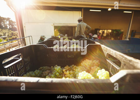 Le uve raccolte in scatole pronte per essere schiacciato. Le casse piene di uva dopo la raccolta pronto scaricare presso la fabbrica del vino. Foto Stock