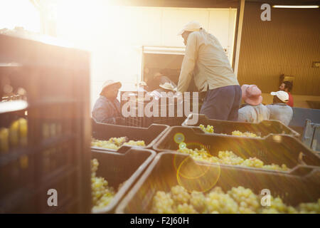 Raccolte verdi uva in scatole pronte a scaricare presso la fabbrica del vino per fare il vino. Vigneto dei lavoratori in fabbrica del vino. Foto Stock