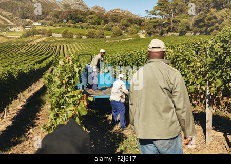 Colpo di vigna lavoratori caricamento uve raccolte su un rimorchio di un trattore per il trasporto al produttore di vino. Gli agricoltori erogazione Foto Stock