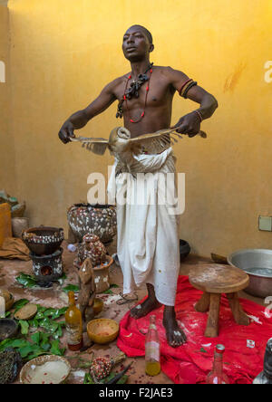 Il Benin, Africa Occidentale, Bonhicon, kagbanon bebe voodoo sacerdote con un gufo durante una cerimonia Foto Stock