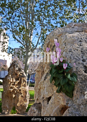 Cyclamen persicum violette persiano crescere in una roccia. Fotografato in Israele in primavera Foto Stock