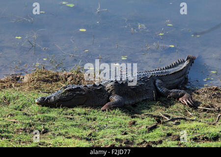Mugger Crocodile (Crocodylus palustris, aka Mugger, marzo coccodrillo) giacente sul lago. Ranthambhore, Rajasthan, India Foto Stock
