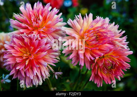 Pink Dahlia Fiore sboccia in crescita in un giardino Foto Stock