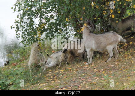 Gruppo bianco di casa capre dal podere alimentando in autunno river bank Foto Stock