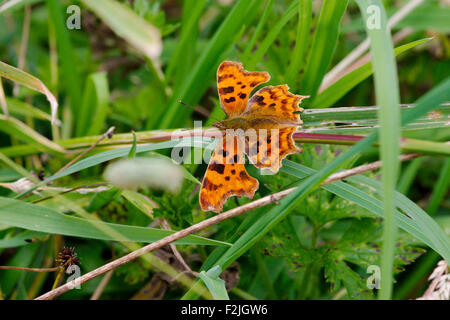 Virgola butterfly (Polygonia c-album) appoggia, ali stese, sull'erba che mostra la sua ala frastagliati bordi e marrone e il modello nero Foto Stock