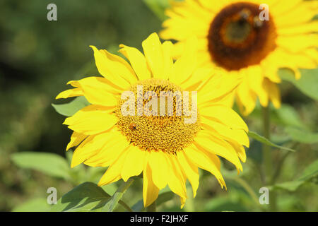 Coccinella su Girasole. Grande testa di girasole con un secondo in soft focus . Una coccinella è sulla prima testa. Foto Stock