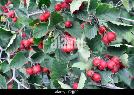 Close-up di ripe biancospino Foto Stock