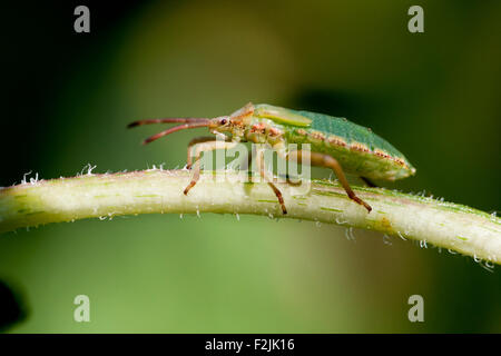 Green Stink Bug o soldato verde Bug (Chinavia hilaris) - North Carolina Arboretum - Asheville, North Carolina, STATI UNITI D'AMERICA Foto Stock