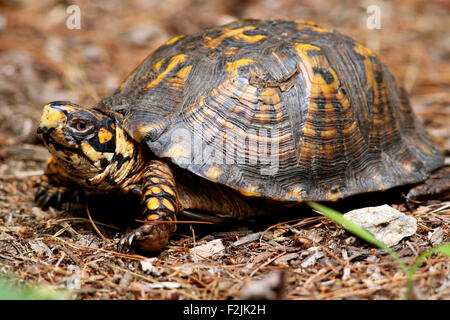 Scatola orientale Turtle - Brevard, North Carolina, STATI UNITI D'AMERICA Foto Stock