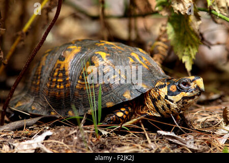 Scatola orientale Turtle - Brevard, North Carolina, STATI UNITI D'AMERICA Foto Stock