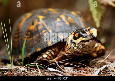 Scatola orientale Turtle - Brevard, North Carolina, STATI UNITI D'AMERICA Foto Stock