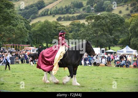 Poco Hayfield Derbyshire Regno Unito xx settembre 2015 una dimostrazione dal shire horsestake luogo in occasione dell'annuale Hayfield Paese mostrano . Hayfield Paese mostrano Derbyshire UK Credit: Giovanni friggitrice/Alamy Live News Foto Stock