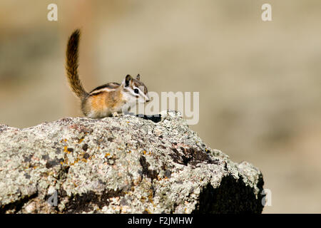 Almeno Scoiattolo striado (Tamias minimus) - Parco Nazionale delle Montagne Rocciose, Estes Park, COLORADO Foto Stock