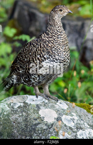 Dusky gallo cedrone - Dendragapus obscurus - Parco Nazionale delle Montagne Rocciose, Estes Park, COLORADO, Stati Uniti d'America Foto Stock