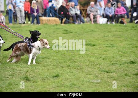 Poco Hayfield DERBYSHIRE REGNO UNITO XX Settembre 2015 Due ceppo cane al guinzaglio prima di prendere parte alla dimostrazione di agilità all'annuale Hayfield Paese mostrano . Hayfield Paese mostrano Derbyshire UK Credit: Giovanni friggitrice/Alamy Live News Foto Stock