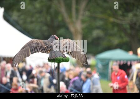 Poco Hayfield DERBYSHIRE REGNO UNITO XX Settembre 2015 un avvoltoio la Turchia ha preso parte all'annuale Hayfield Paese mostrano . Hayfield Paese mostrano Derbyshire UK Credit: Giovanni friggitrice/Alamy Live News Foto Stock