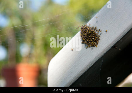 Baby spider sul web. Foto Stock