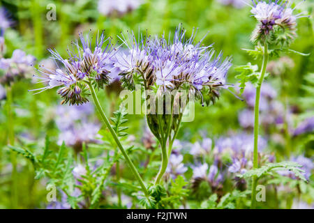 Blue phacelia nettare di fiori ricchi ( Phacelia tanacetifolia ) Foto Stock