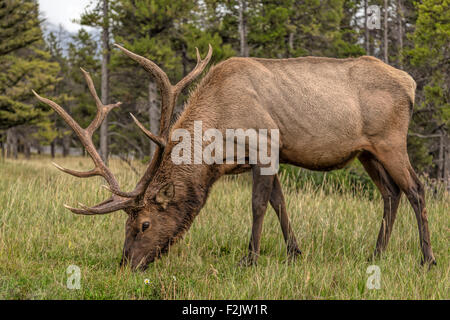 Maschio maturo elk o Wapiti (Cervus canadensis ) pascolare nel Parco Nazionale di Banff, montagne rocciose, Alberta, Canada, America del Nord. Foto Stock