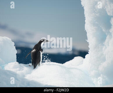 Adelie Penguin su un iceberg , viaggi in Antartide Foto Stock