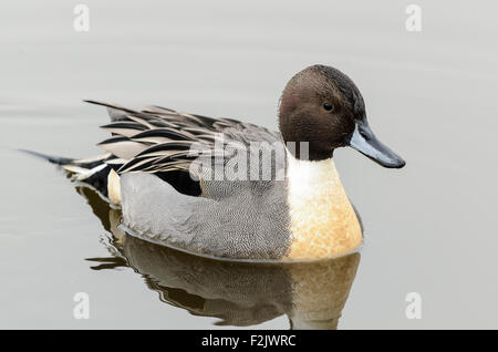 Maschio di Northern pintail anatra Anas acuta, George C. Reifel uccello migratore Santuario, Delta, British Columbia, Canada Foto Stock