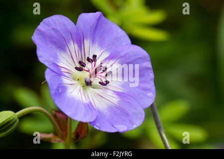 Unico fiore del bianco blu centrato ardito perenne Geranium wallichianum 'Buxton Blue', aka "Buxton varietà dell' Foto Stock