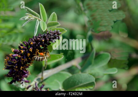 Ape sulla farfalla o buddleja bush, fiore viola in estate, Sofia, Bulgaria Foto Stock