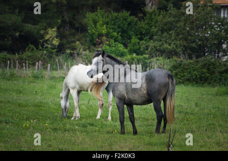 Bianco e Marrone di cavalli Camargue in piedi nelle paludi nella riserva naturale del Parco Regionale de Camargue - Provenza, Francia Foto Stock