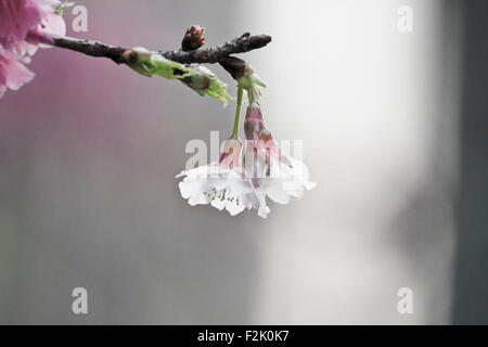 Bellissimo sfondo di rosa fiori di cerry Foto Stock