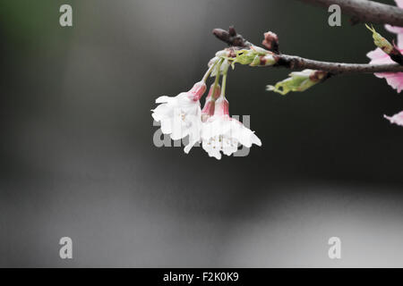 Bellissimo sfondo di rosa fiori di cerry Foto Stock