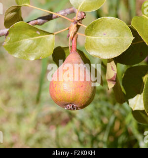 Pere (pera europea - Pyrus communis) cresce sugli alberi in francese Orchard Foto Stock