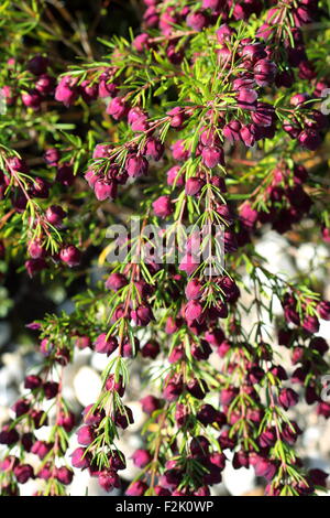 Red Boronia fiori Foto Stock