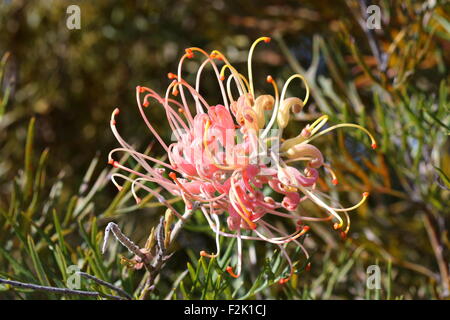 Le pesche e crema di fiore di Grevillea Foto Stock