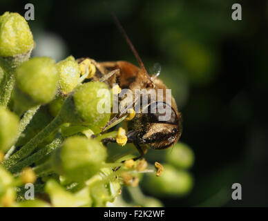 Un miele delle api nectaring su una pianta in un giardino inglese Foto Stock