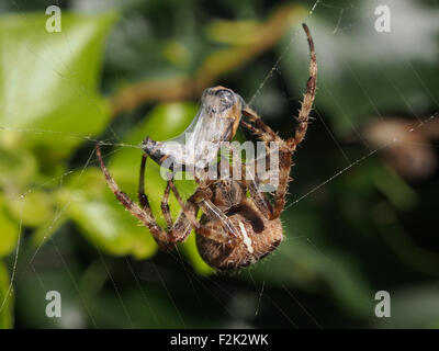 Un giardino spider (Araneus diadematus) avvolge un hoverfly in seta Foto Stock