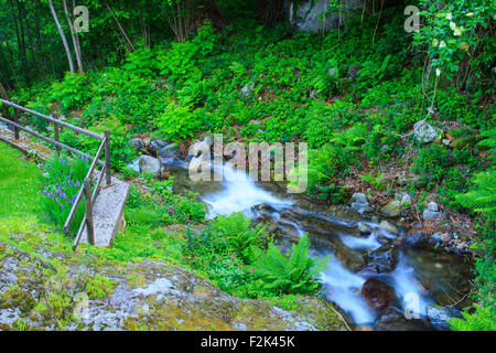 Vista del torrente in Arzo campagna, Verbania. Italia Foto Stock