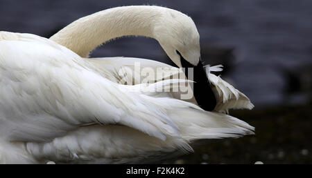 Preening Trumpeter Swan Foto Stock