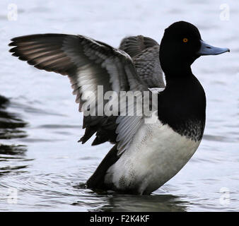 Lesser Scaup Duck Foto Stock