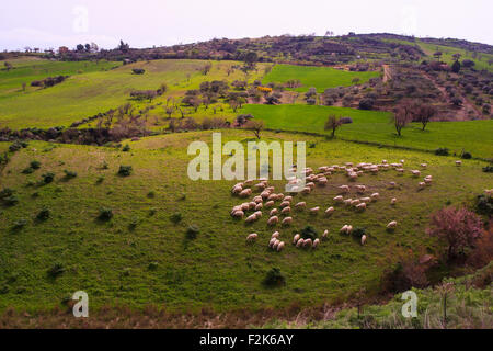 Un branco di pecore al pascolo nella campagna siciliana Foto Stock