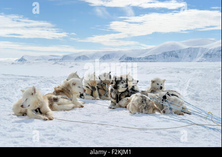 Gruppo di Husky slitte trainate da cani in appoggio sul mare di ghiaccio, baia di Baffin, Nunavut, Canada. Foto Stock