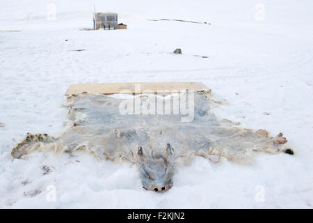 Stretching orso polare (Ursus maritimes) Nascondi, pelliccia, essiccazione nella neve dopo la caccia, la baia di Baffin, Nunavut, Canada. Foto Stock