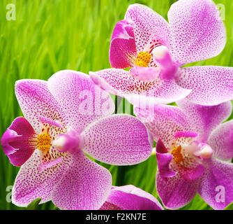 Bellissimi fiori di orchidea su erba verde sullo sfondo Foto Stock