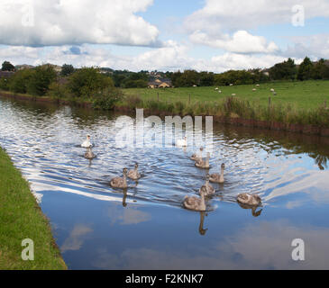 Una famiglia di cigni e cygnets su Leeds e Liverpool canal vicino a Skipton, West Yorkshire Inghilterra, Regno Unito Foto Stock