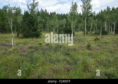 Betulla (Betula sp.), Heather (Erika) e tipica vegetazione nella torbiera, Murnau moor, Murnau, Alta Baviera, Baviera Foto Stock