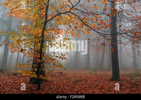 Bosco autunnale nella nebbia, vivacemente colorati, foglie di autunno foresta, alberi, Baden-Württemberg, Germania Foto Stock